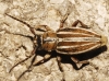 Iberodorcadion pseudomolitor (Escalera, 1902)