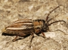 Iberodorcadion pseudomolitor (Escalera, 1902)