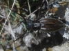 Iberodorcadion pseudomolitor (Escalera, 1902)