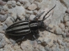 Iberodorcadion pseudomolitor (Escalera, 1902)