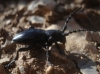 Iberodorcadion pseudomolitor (Escalera, 1902)