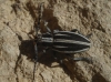 Iberodorcadion pseudomolitor (Escalera, 1902)