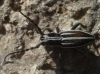 Iberodorcadion pseudomolitor (Escalera, 1902)