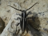 Iberodorcadion pseudomolitor (Escalera, 1902)