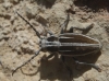 Iberodorcadion pseudomolitor (Escalera, 1902)