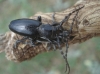 Iberodorcadion pseudomolitor (Escalera, 1902)