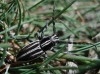 Iberodorcadion pseudomolitor (Escalera, 1902)