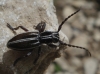 Iberodorcadion pseudomolitor (Escalera, 1902)
