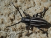Iberodorcadion pseudomolitor (Escalera, 1902)