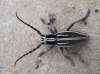Iberodorcadion pseudomolitor (Escalera, 1902)