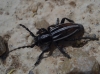 Iberodorcadion pseudomolitor (Escalera, 1902)