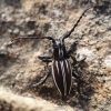 Iberodorcadion pseudomolitor (Escalera, 1902)
