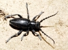 Iberodorcadion pseudomolitor (Escalera, 1902)