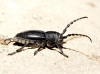 Iberodorcadion pseudomolitor (Escalera, 1902)