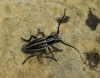 Iberodorcadion pseudomolitor (Escalera, 1902)