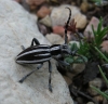 Iberodorcadion pseudomolitor (Escalera, 1902)