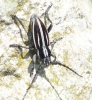 Iberodorcadion pseudomolitor (Escalera, 1902)