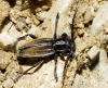 Iberodorcadion pseudomolitor (Escalera, 1902)