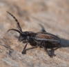 Iberodorcadion pseudomolitor (Escalera, 1902)