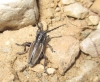 Iberodorcadion pseudomolitor (Escalera, 1902)