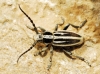 Iberodorcadion pseudomolitor (Escalera, 1902)