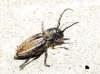 Iberodorcadion pseudomolitor (Escalera, 1902)