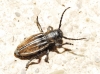 Iberodorcadion pseudomolitor (Escalera, 1902)