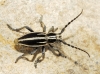 Iberodorcadion pseudomolitor (Escalera, 1902)
