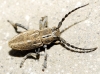 Iberodorcadion pseudomolitor (Escalera, 1902)
