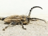 Iberodorcadion pseudomolitor (Escalera, 1902)