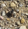 Iberodorcadion pseudomolitor (Escalera, 1902)
