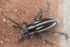 Iberodorcadion pseudomolitor (Escalera, 1902)