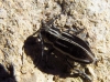 Iberodorcadion pseudomolitor (Escalera, 1902)