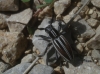 Iberodorcadion pseudomolitor (Escalera, 1902)