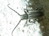 Iberodorcadion zarcoi (Schramm, 1910)