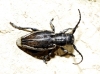 Iberodorcadion pseudomolitor (Escalera, 1902)