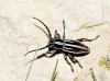 Iberodorcadion pseudomolitor (Escalera, 1902)