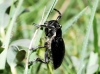 Iberodorcadion pseudomolitor (Escalera, 1902)