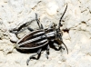 Iberodorcadion pseudomolitor (Escalera, 1902)