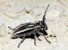 Iberodorcadion pseudomolitor (Escalera, 1902)