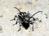 Iberodorcadion pseudomolitor (Escalera, 1902)