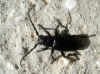 Iberodorcadion pseudomolitor (Escalera, 1902)