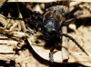 Iberodorcadion pseudomolitor (Escalera, 1902)