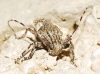 Mesosa nebulosa (Fabricius, 1781)