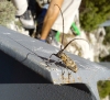 Monochamus galloprovincialis (Olivier, 1795)