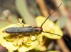 Oberea (Amaurostoma) erythrocephala