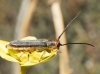 Oberea (Amaurostoma) erythrocephala