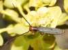 Oberea (Amaurostoma) erythrocephala