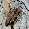 Oxypleurus nodieri