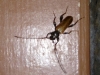 Phymatodes testaceus (Linnaeus, 1758)